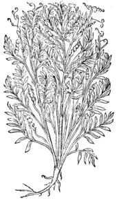 Cicercula Plinij