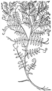 Aphace