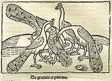 Holzschnitt mit Untertitel „De Graculo et Pavone“.