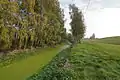 Die mit kleinen Wasserlinsen bedeckte Landscheide