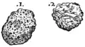 S. 31v