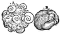 S. 165v