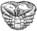 S. 167r