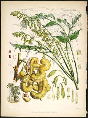 Decaisnea insignis