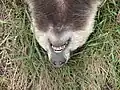 Rüsselförmige Schnauze und Gebiss bei einem toten Europäischen Dachs