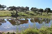 Teich zur Tränke von Rindern, Extremadura