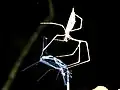 Weibliche Kescherspinne mit einer anderen Spinne als Beute