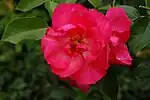 ‘Anne de Bretagne’ (auch engl. ‘Decor Rose’), Meilland, vor 1979