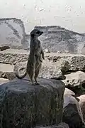 Erdmännchen