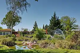Zwergflamingos