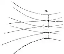C. similis Cleve, 1896H. Mohn et&nbsp;al.