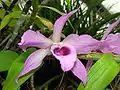 Dendrobium anosmum