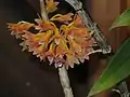 Dendrobium usitae