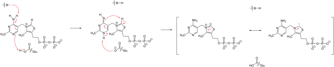 Deprotonierung von Thiaminpyrophosphat mithilfe einer Base