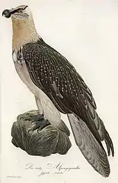 Bärtige Alpengeyeradler (= Bartgeier), (Gypaetus barbatus) aus „Teutsche Ornithologie oder Naturgeschichte aller Vögel Teutschlands“