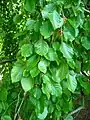 Detailaufnahme von Blätter von Fagus sylvatica f. pendula