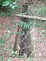 Vom Ort der ehemaligen Kreuzmühle stürzt das Bachwasser den steilen Hang hinab südwärts durch eine gemauerte Rinne in ein Rohr