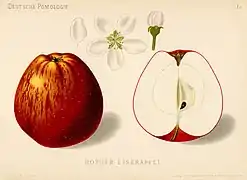 Rother Eiserapfel aus "Deutsche Pomologie" 1882