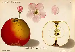 Deutsche Pomologie