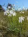 Spät-Nelke (Dianthus serotinus), Beispielfoto
