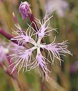 Blüte