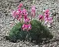 Fernöstliche Herzblume