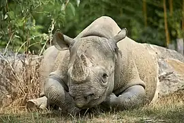 Spitzmaulnashorn
