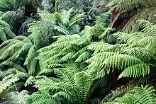Baumfarn (Dicksonia antarctica) in Nunniong, Australien