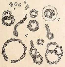 Clathrocystis aeruginosa Henfr., alias Microcystis aeruginosa, - 1 einzelne Zellen, 2 die Gallerthülle einer Familie (Kolonie) sichtbar gemacht.