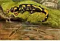 Heinrich Harder, Abbildung aus: Die Reptilien und Amphibien Mitteleuropas. Quelle & Meyer, Leipzig 1912