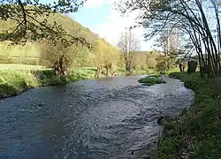 Die Tauber