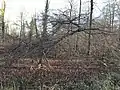 Nachfahre: Die junge Kanzelbuche am 6. Januar 2020