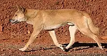 Dingo im schnürenden Trab