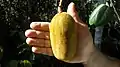 Frucht