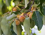 Lotuspflaume