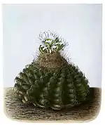 Discocactus heptacanthus subsp. magnimammus