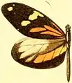 Dismorphia amphione astynome, Männchen