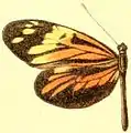 Dismorphia amphione, Weibchen
