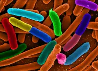 Escherichia coli Bakterien