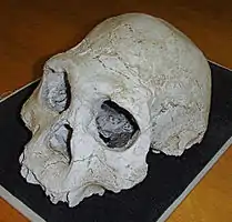 Hominine Fossilienfundstätte von Dmanissi
