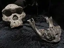 „Schädel&nbsp;5“ (Originale)erwachsener Mann, Schädel gefunden 2005, Kiefer gefunden 2000, Gehirnvolumen 546&nbsp;cm³