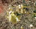 Dreiflüglige „Flügelkapsel“ von Dodonaea coriacea