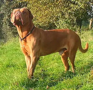 Bordeauxdogge