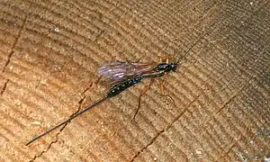 Riesenschlupfwespe (Dolichomitus imperator)