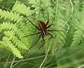 Weibchen von Dolomedes striatus