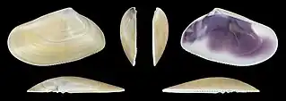 Donax trunculus trunculusrechte Klappe