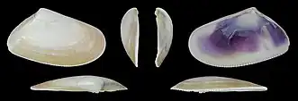 Donax trunculus trunculuslinke Klappe