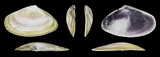 Donax trunculus adriaticusrechte Klappe