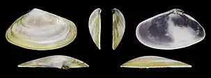 Donax trunculus adriaticuslinke Klappe