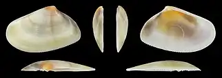 Donax trunculus trunculus var. flaveolusrechte Klappe